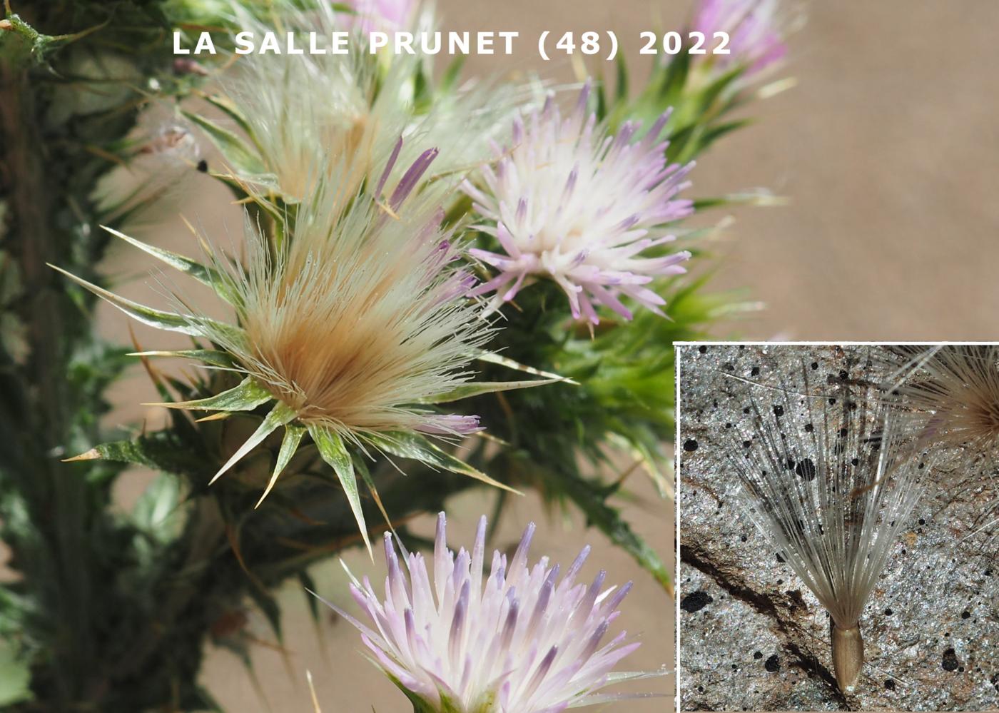 Thistle, Slender fruit